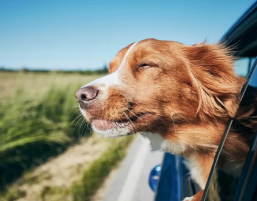 5 conseils pour voyager avec votre animal de compagnie